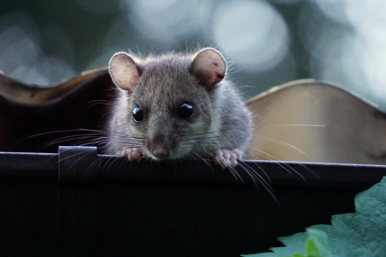 gutter pest